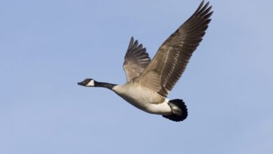 Wawa stock and 500000 in cattle dr ozs senate bid reveals his wealth