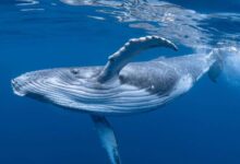 A market mystery the wheat whale that came out of nowhere