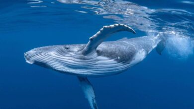 A market mystery the wheat whale that came out of nowhere