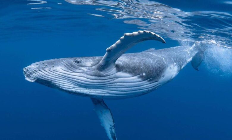 A market mystery the wheat whale that came out of nowhere
