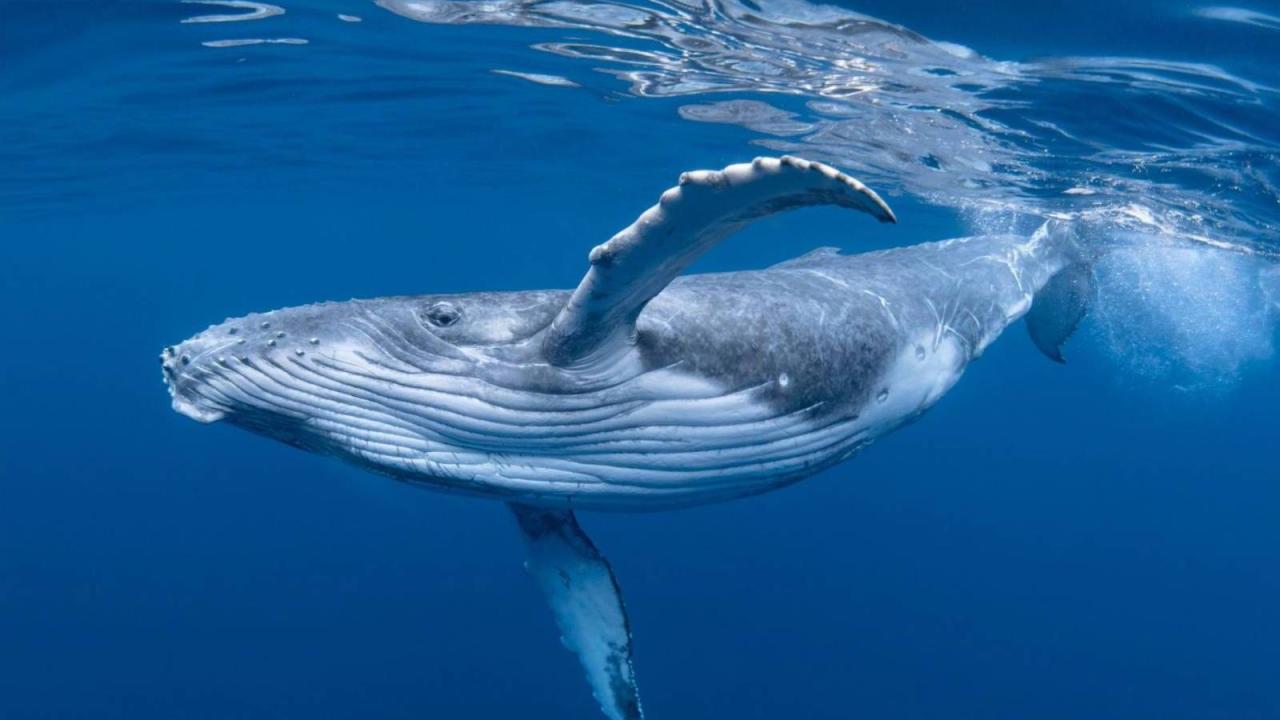 Whales whale ancestors klausmeyer michigan returned A market mystery the wheat whale that came out of nowhere
