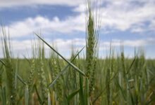 Analysis the worlds food system is too dependent on wheat