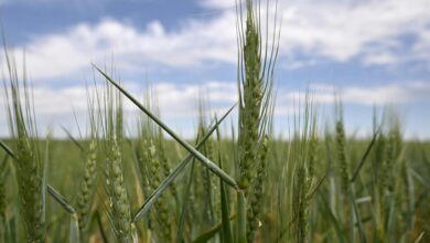 Analysis the worlds food system is too dependent on wheat