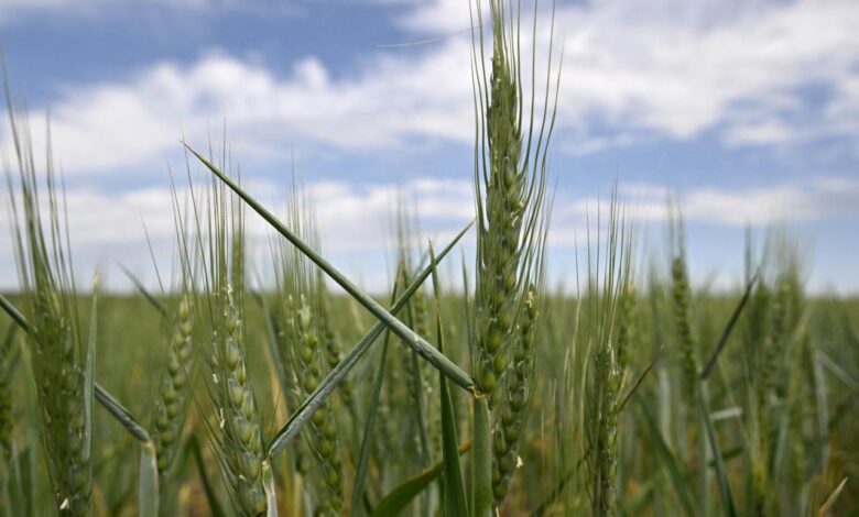 Analysis the worlds food system is too dependent on wheat