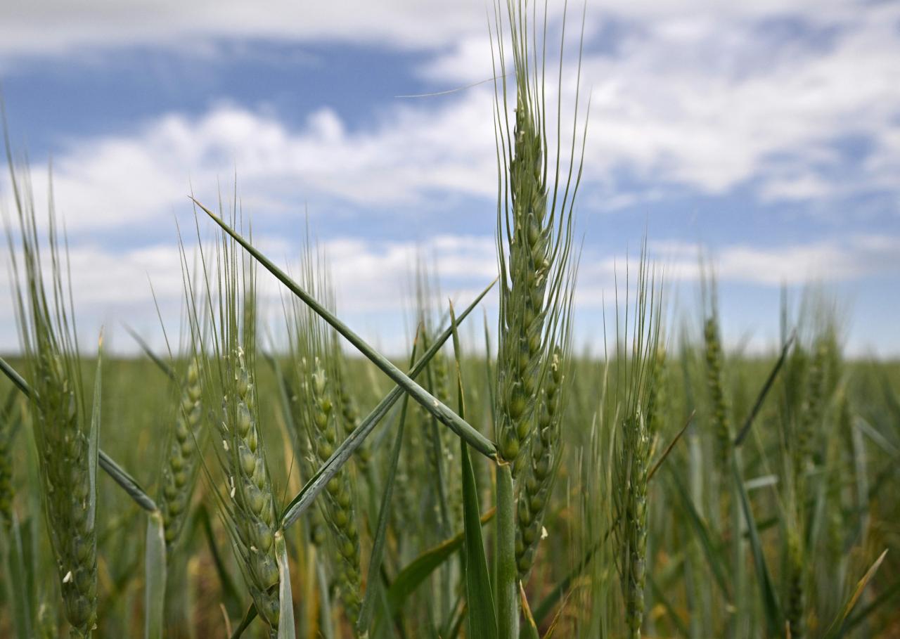 Analysis the worlds food system is too dependent on wheat