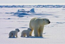 Polar bears that persist