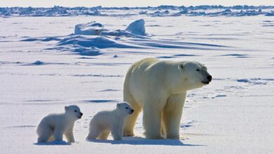 Polar bears that persist