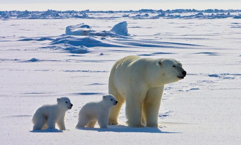 Polar bears that persist