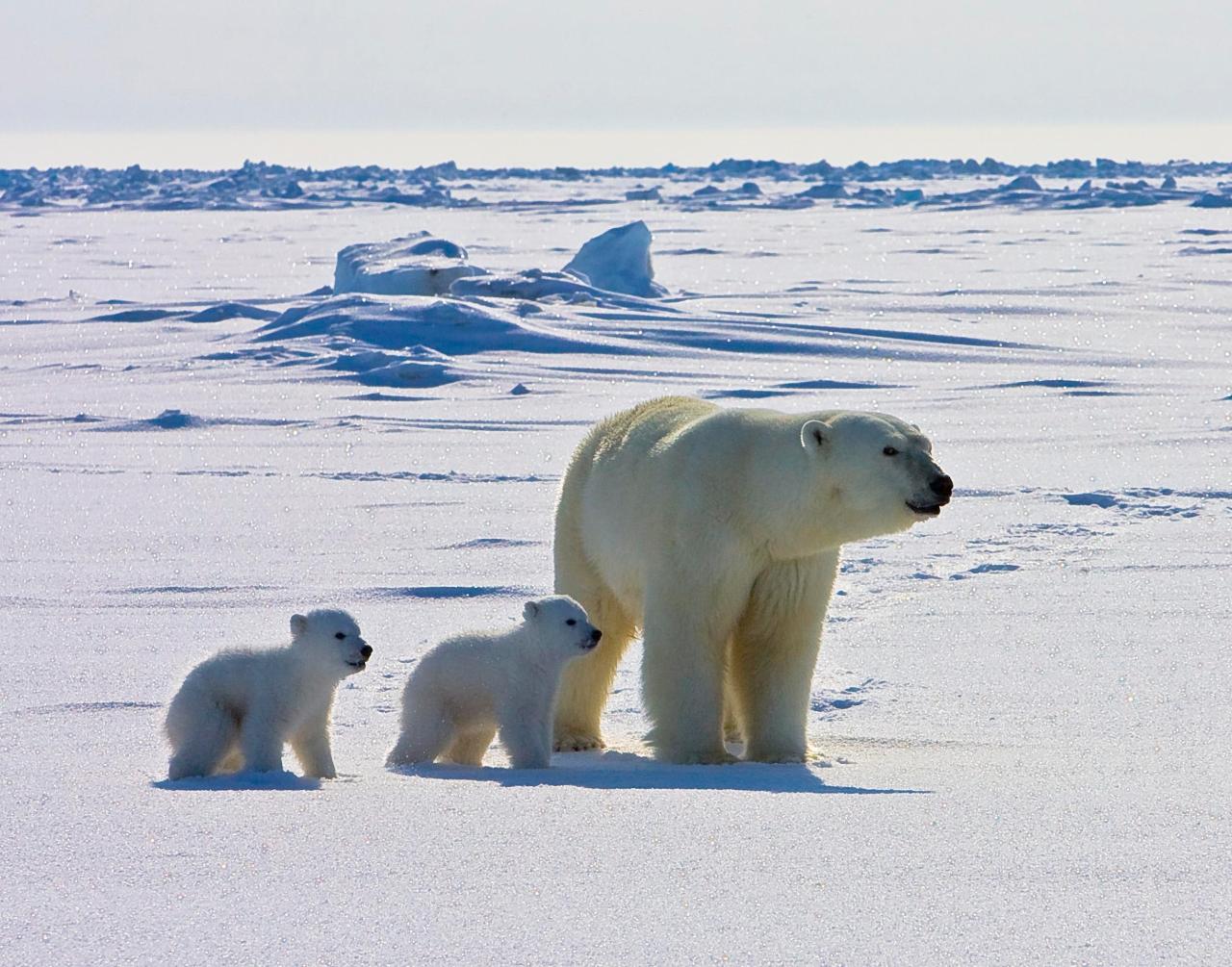 Polar bears that persist