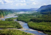 Two newly described amazon fish species are on the brink of extinction