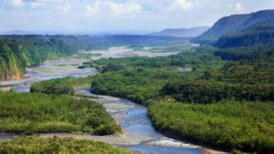 Two newly described amazon fish species are on the brink of extinction