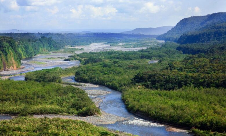 Two newly described amazon fish species are on the brink of extinction