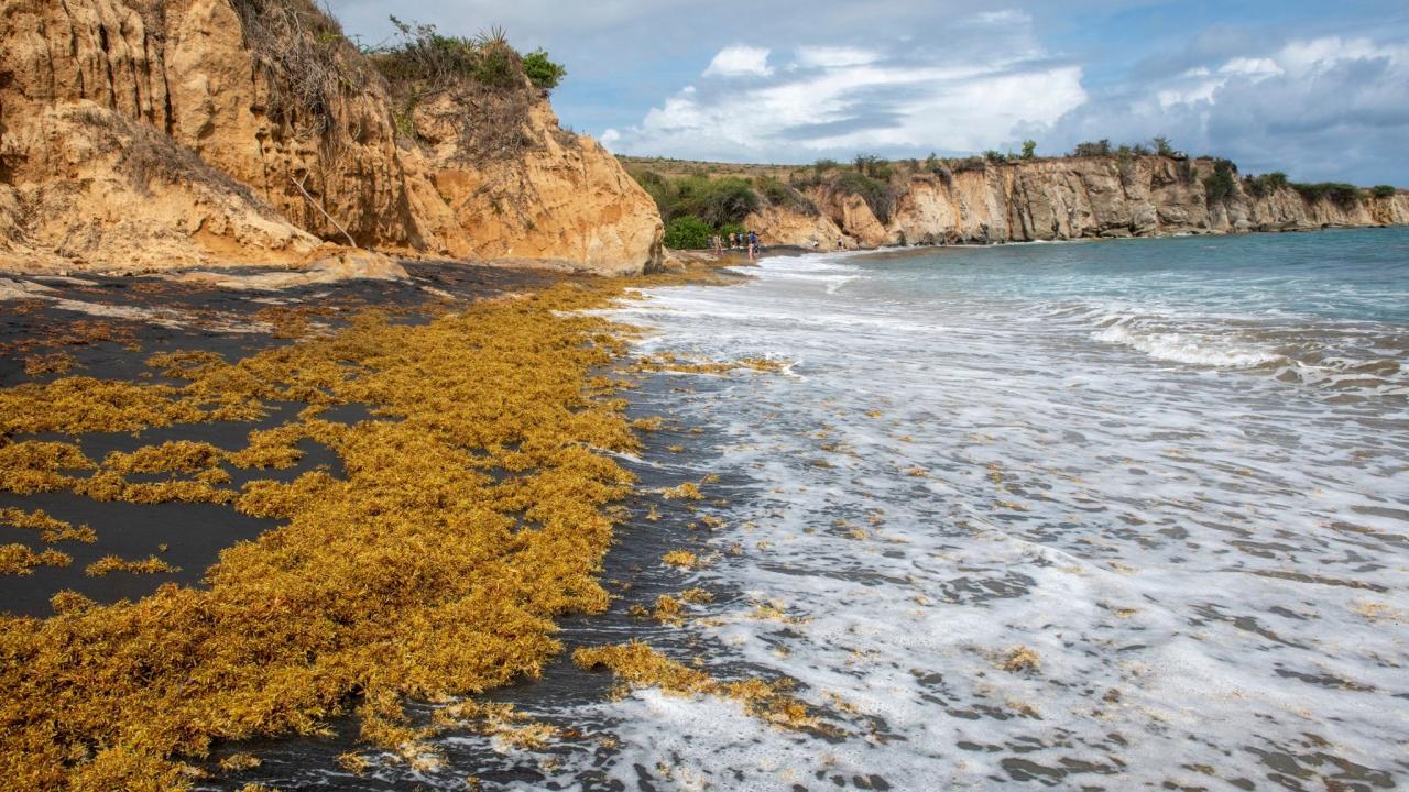 In the fight against climate change seaweed could be a surprising but vital weapon