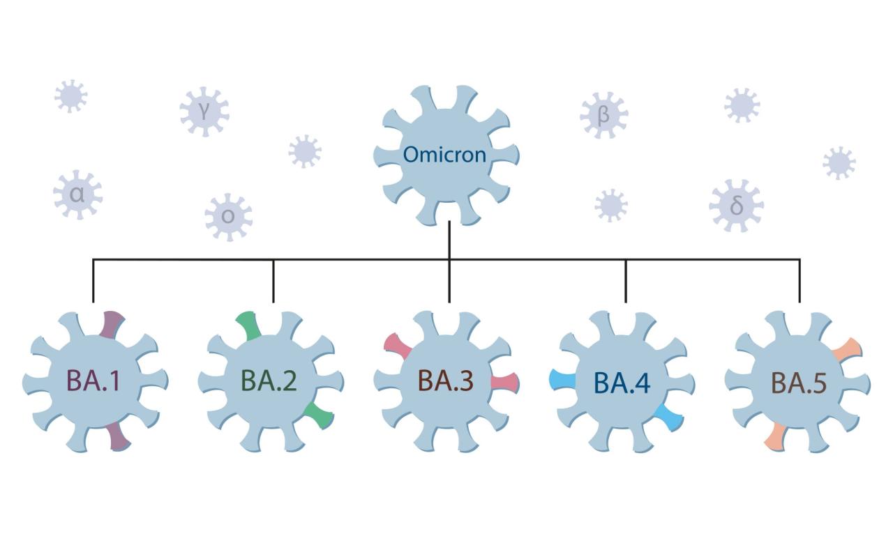 A guide to the different omicron subvariants