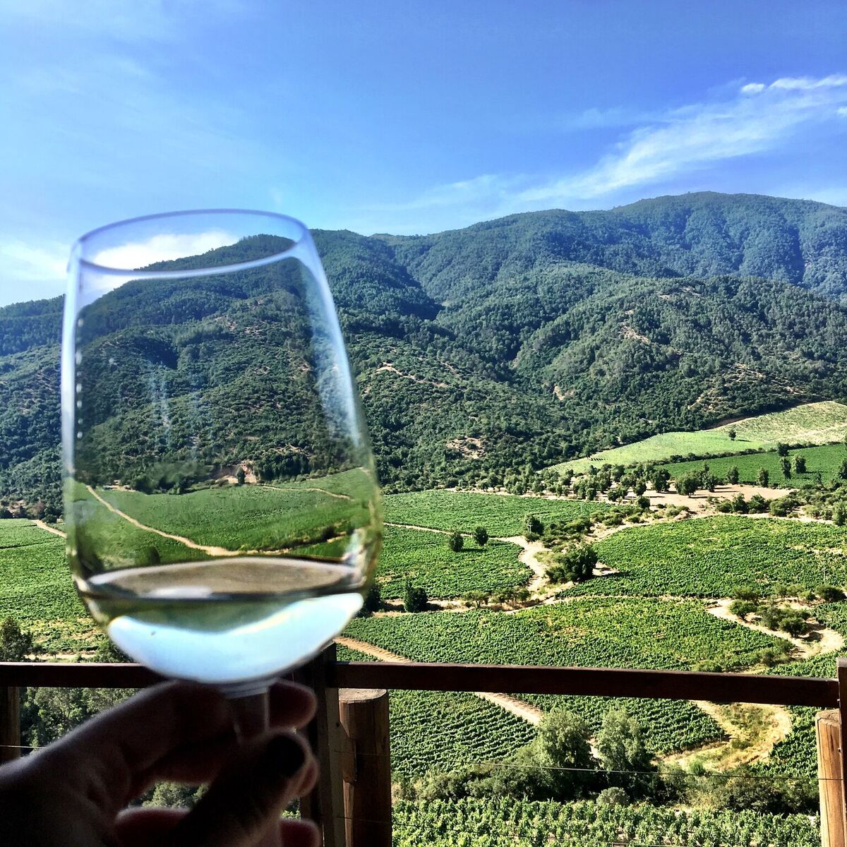 Chilean harvest viticulture update