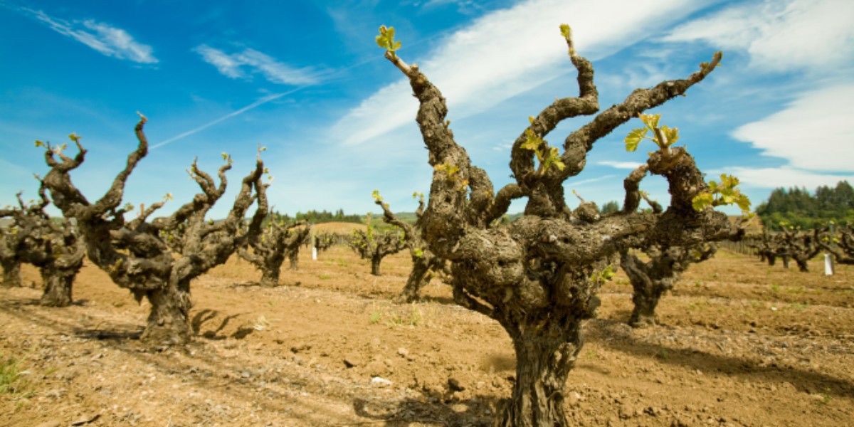 Wine grape growers old vines in chile boosted after devastating earthquake
