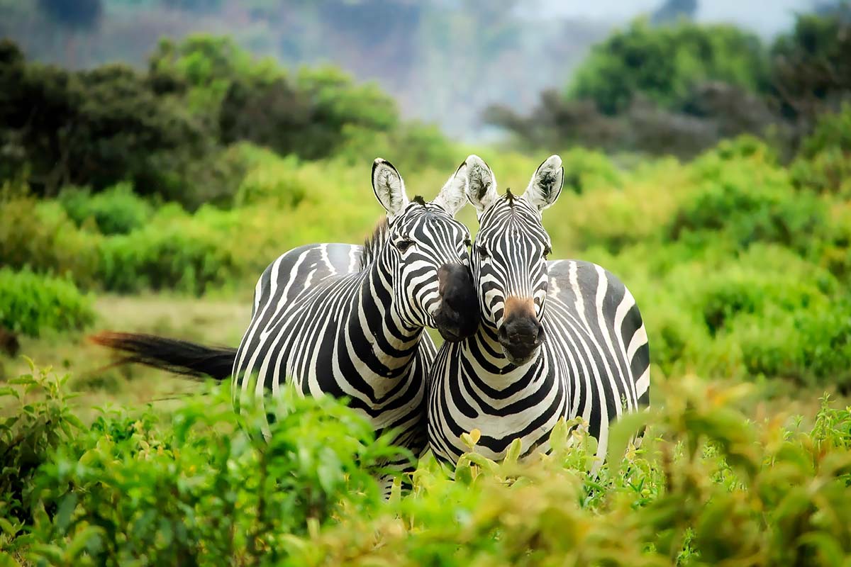Do nature reserves work it depends on the management