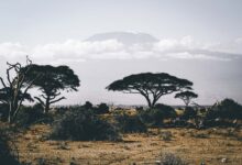 Half nature