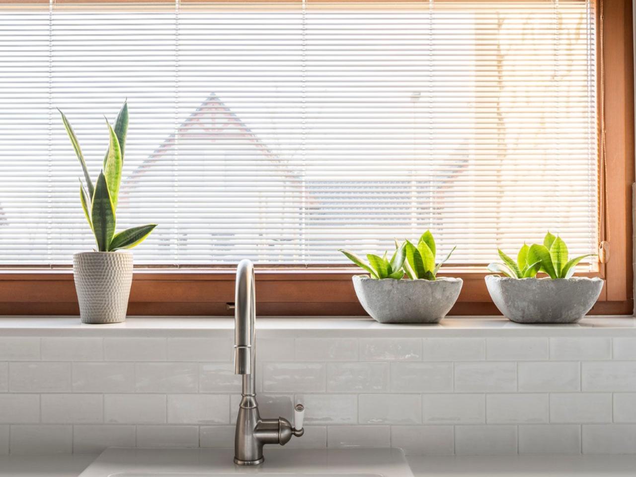 How to make sure your houseplants are sustainable