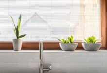 How to make sure your houseplants are sustainable