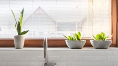 How to make sure your houseplants are sustainable