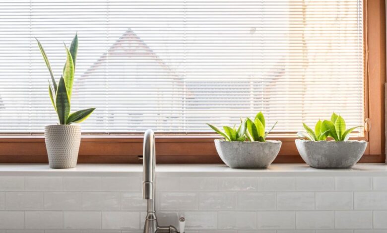 How to make sure your houseplants are sustainable