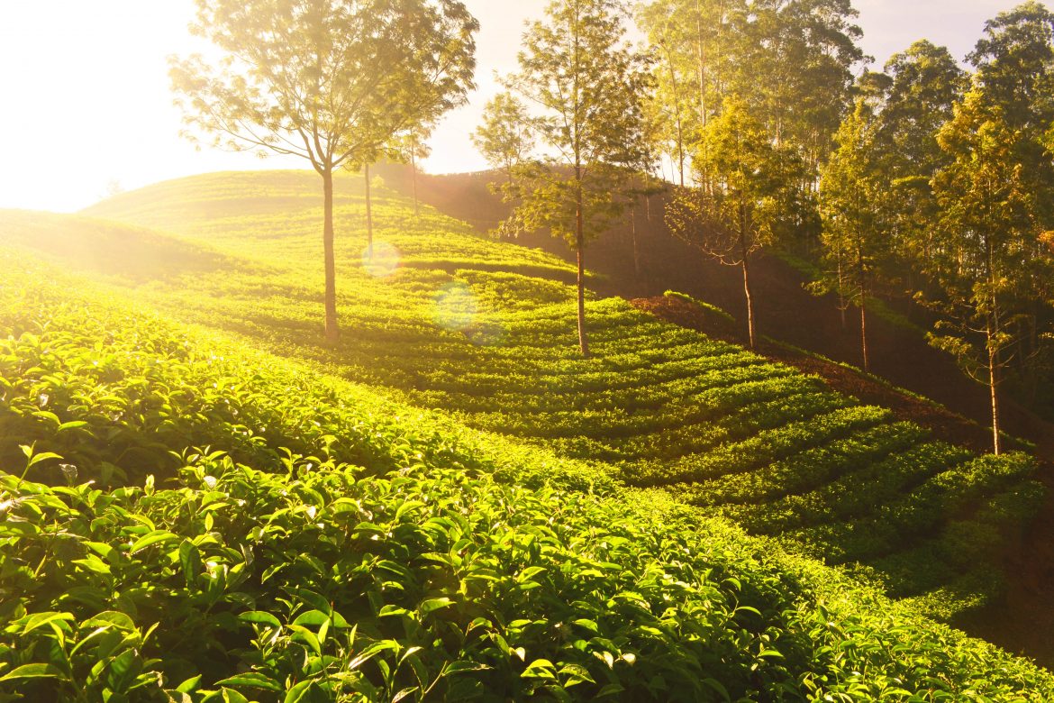 The biggest tea myths debunked