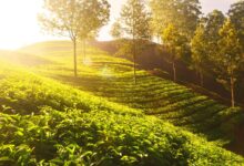 The biggest tea myths debunked