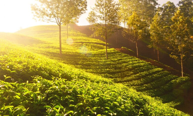 The biggest tea myths debunked