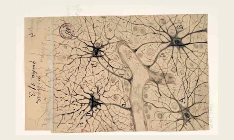 The father of modern neuroscience discovered the basic unit of the nervous system